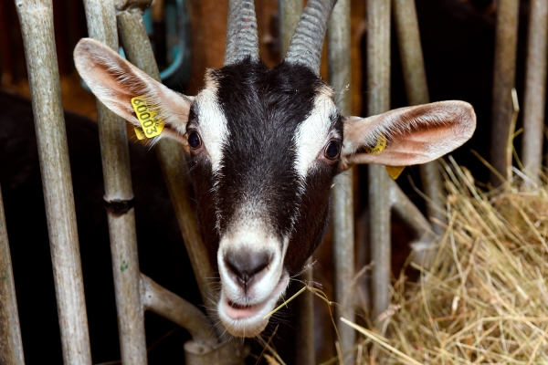 Looktrope France Gouaux Chèvrerie Le Pitou Chèvre