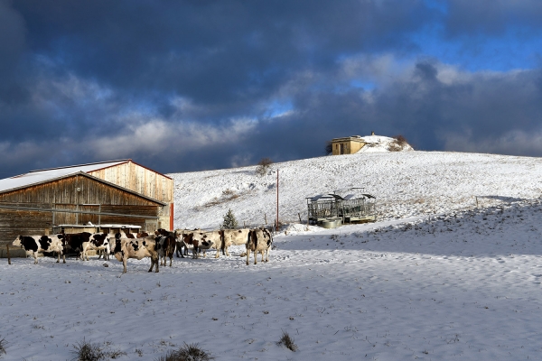 Looktrope France Les Moussieres Le Jura Vaches