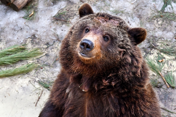 Looktrope France St-Lary La Maison De L'Ours Ours