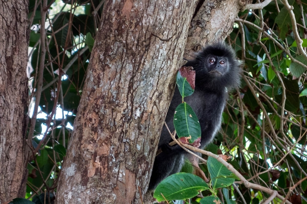 Looktrope Indonésie Banyan Tree Bintan Singe