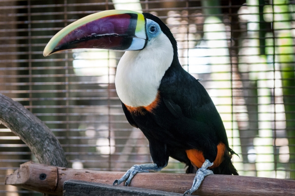 Looktrope République Dominicaine Puerto Plata Ocean World Toucan