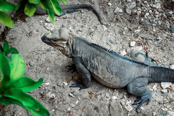 Looktrope République Dominicaine Punta Cana Club Jumbo Vistasol Iguane