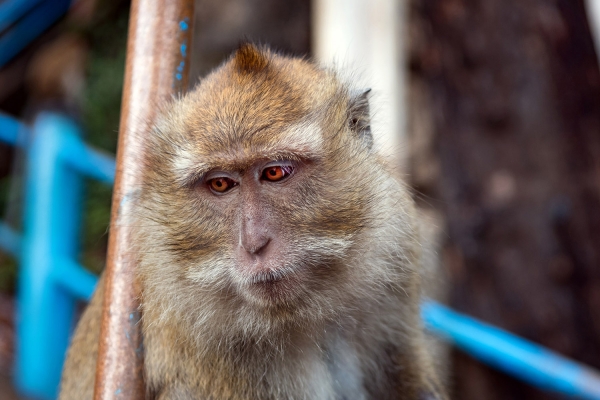 Looktrope Thaïlande Temple de la Grotte Du Tigre Singe