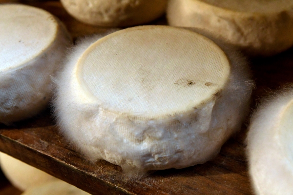 Looktrope France Gouaux Chèvrerie Le Pitou Fromage