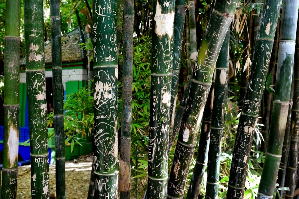 Looktrope Maroc Marrakech Jardins Majorelle